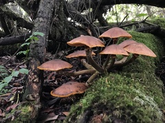 Armillaria nabsnona