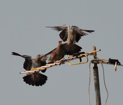 Columba guinea