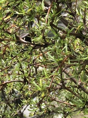 Coprosma rugosa
