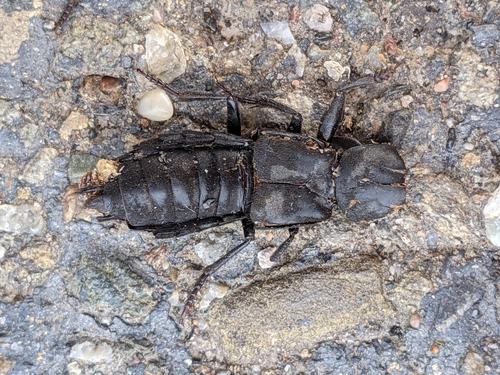 Devil's Coach Horse Beetle photo 4