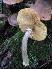 Armillaria nabsnona