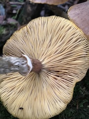 Armillaria nabsnona
