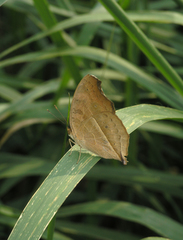 Junonia almana almana