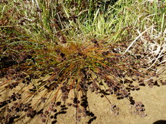 Juncus sonderianus