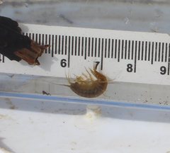 Gammarus lacustris