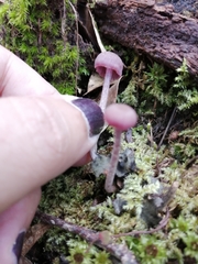 Laccaria gomezii