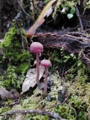 Laccaria gomezii
