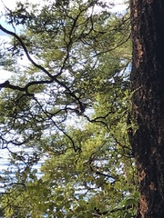 Nothofagus cliffortioides