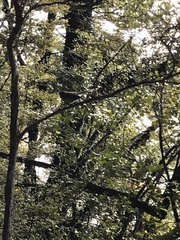 Nothofagus cliffortioides