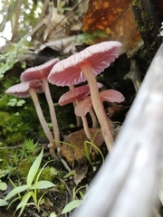 Laccaria gomezii