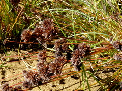 Juncus sonderianus