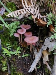 Laccaria gomezii