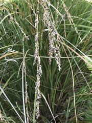 Carex secta