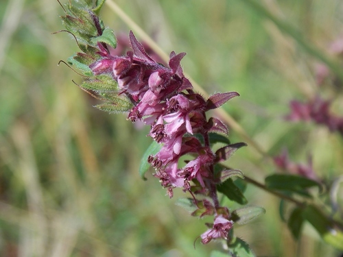 Raudonasis skėstukas nuotrauka