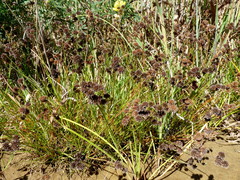 Juncus sonderianus