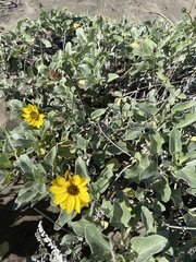 Helianthus niveus