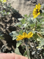 Helianthus niveus