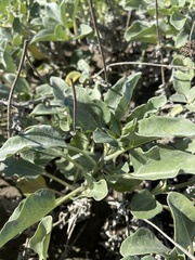 Helianthus niveus