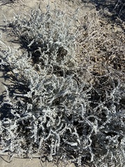 Astragalus anemophilus