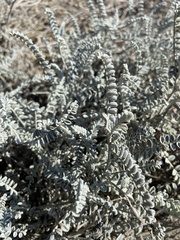 Astragalus anemophilus