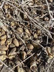 Astragalus anemophilus