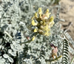 Astragalus anemophilus