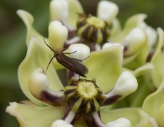 Scythris fuscicomella