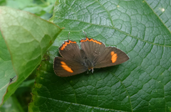 Heliophorus