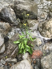 Hieracium lepidulum