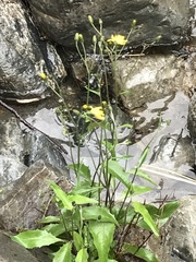 Hieracium lepidulum