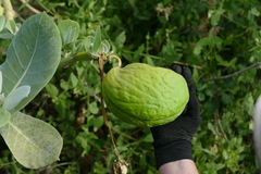 Calotropis procera image