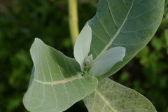 Calotropis procera image