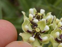 Scythris fuscicomella