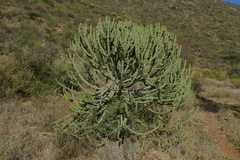 Euphorbia ingens image