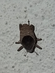 Eubulus triangularis