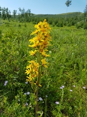 Ligularia fischeri
