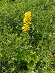 Ligularia fischeri