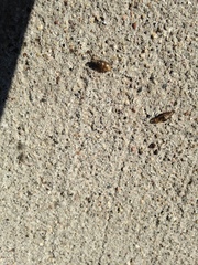 Potamopyrgus antipodarum