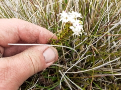 Veronica pauciramosa