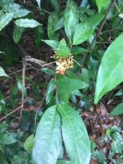 Sterculia lanceolata