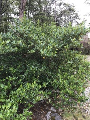 Griselinia littoralis