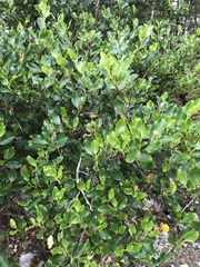 Griselinia littoralis