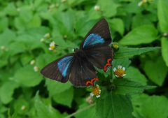 Heliophorus