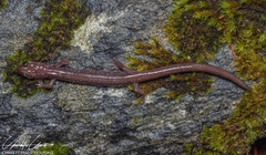 Plethodon stormi