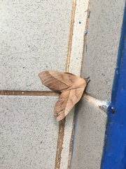 Adeloneivaia subangulata