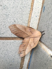 Adeloneivaia subangulata