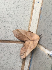 Adeloneivaia subangulata