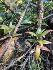 Kadua centranthoides