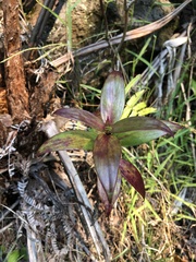 Kadua centranthoides