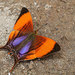 Mariposa Alas de Daga Manchas Moradas - Photo (c) echame, algunos derechos reservados (CC BY-NC), subido por echame